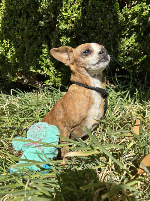 BOO BOO - Chihuahua available for adoption