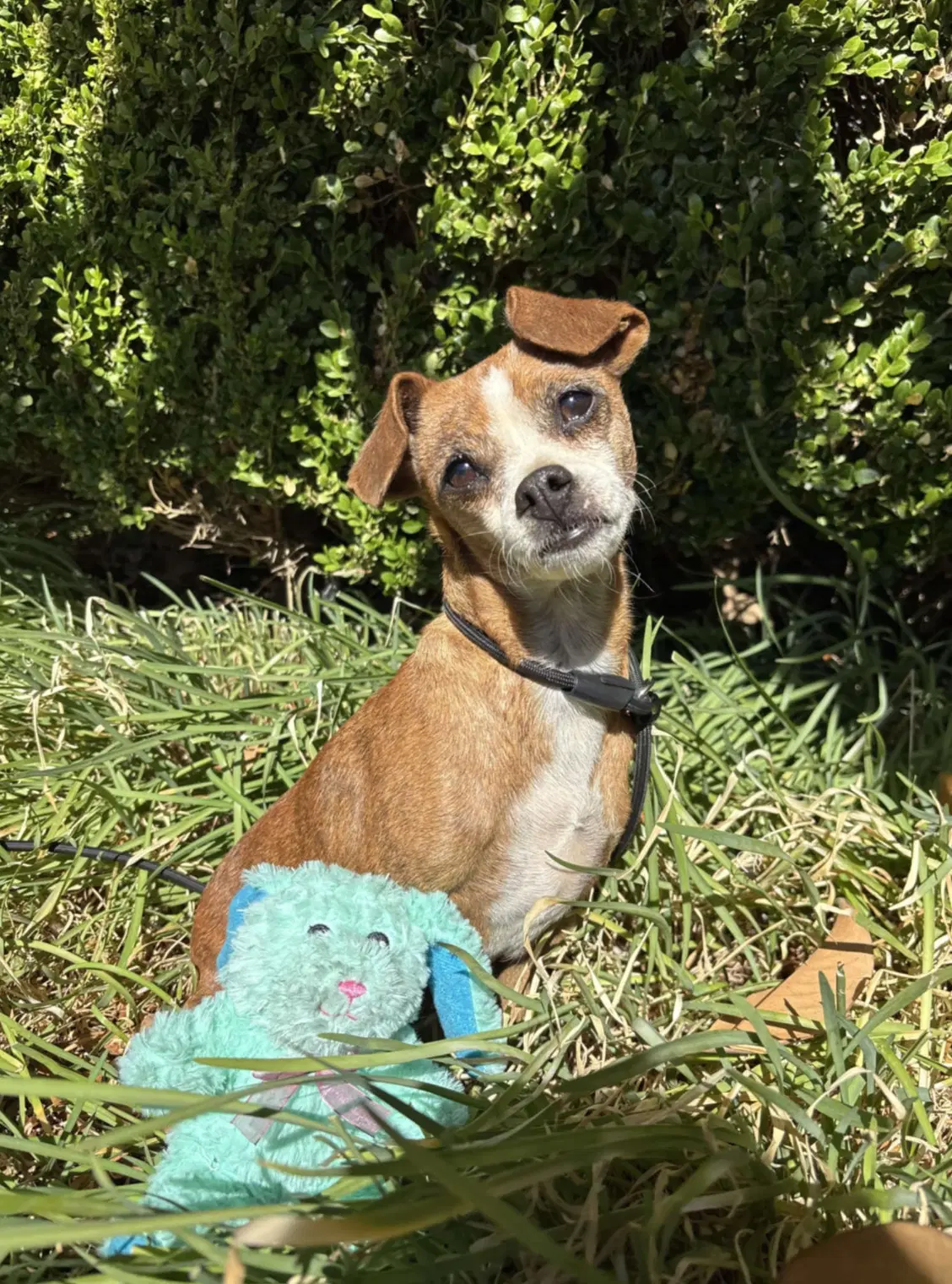 Boo Boo - Chihuahua