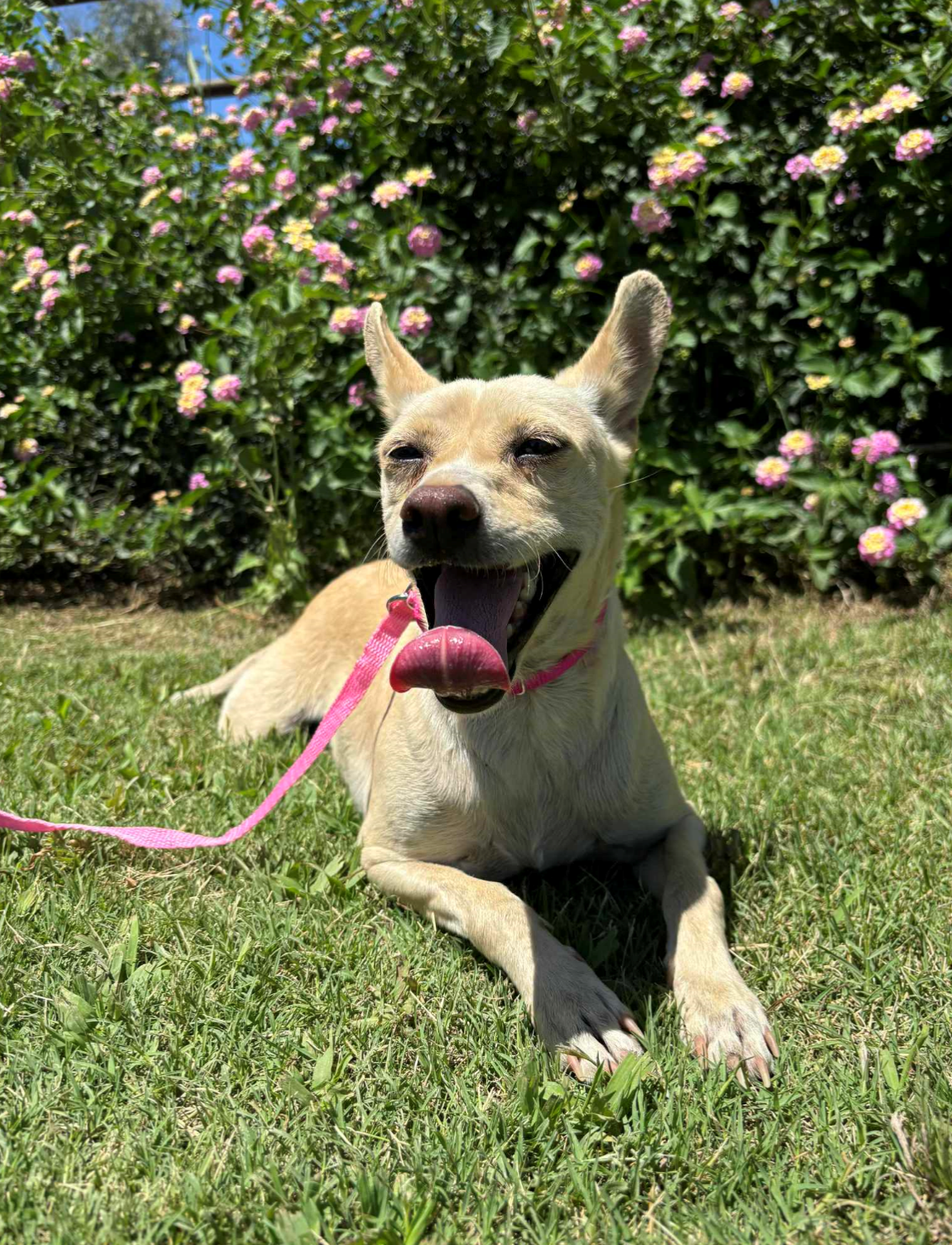 adoptable Dog in Fresno, CA named Crackle