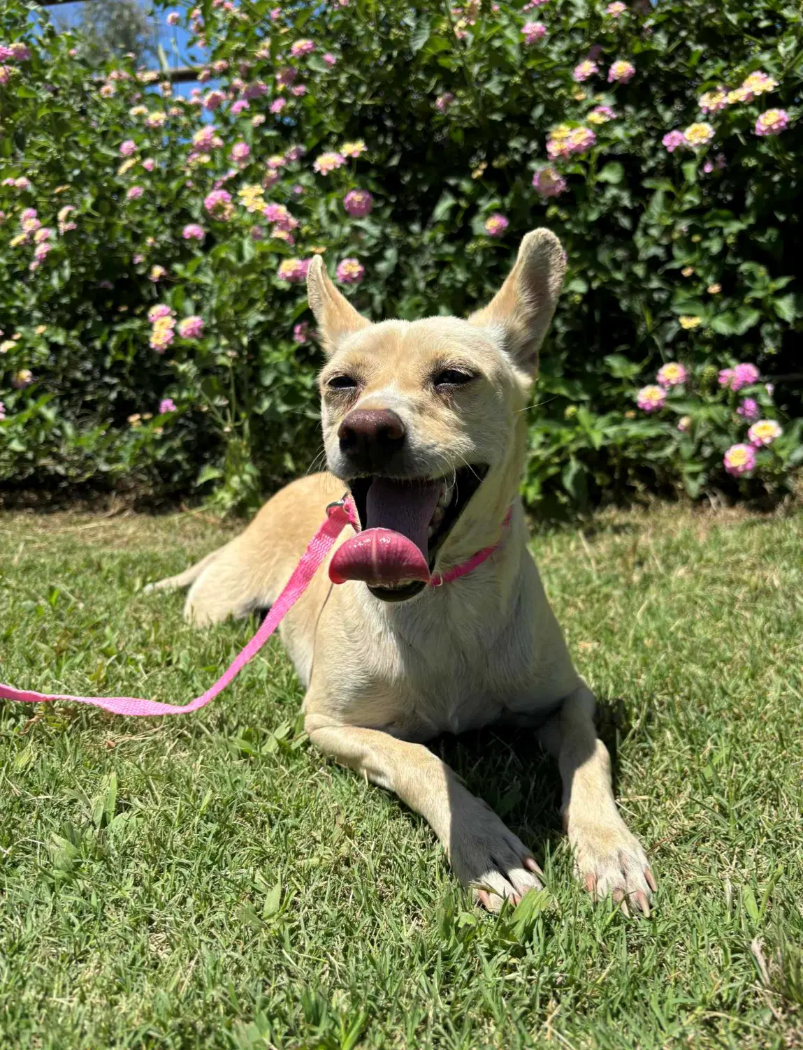 Crackle - Chihuahua