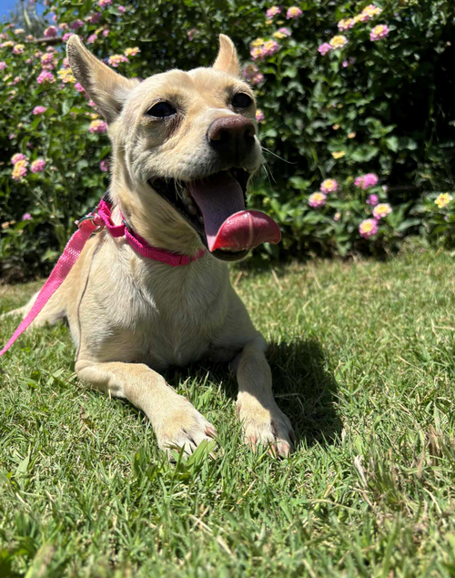 CRACKLE - Chihuahua available for adoption