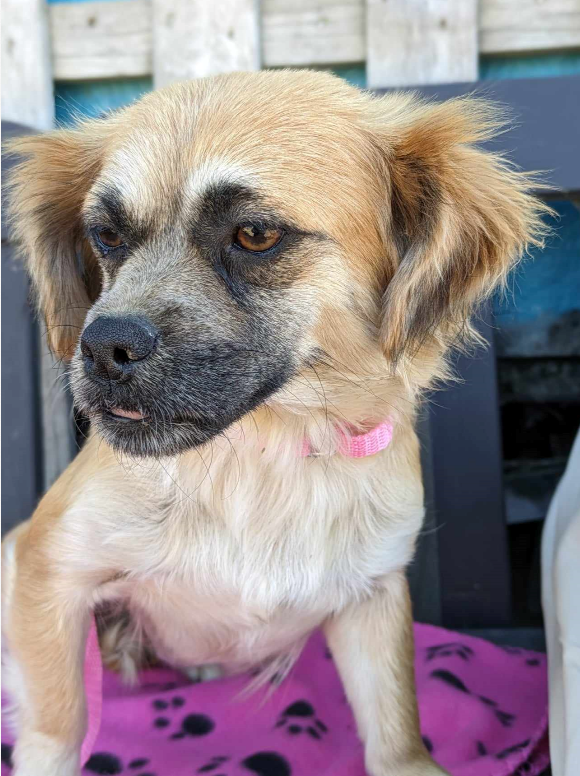 adoptable Dog in Fresno, CA named Miss Piggy
