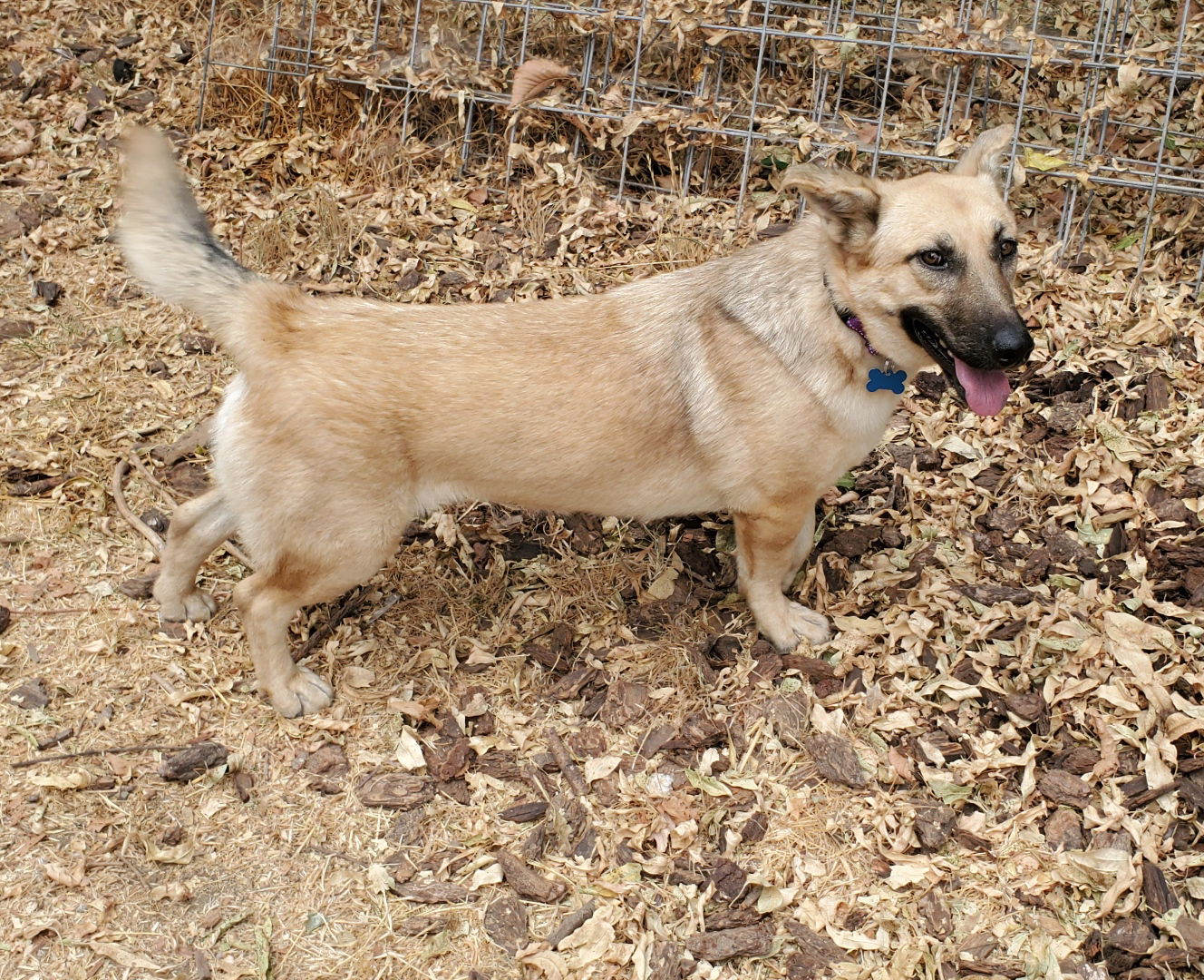 adoptable Dog in Fresno, CA named Daisy