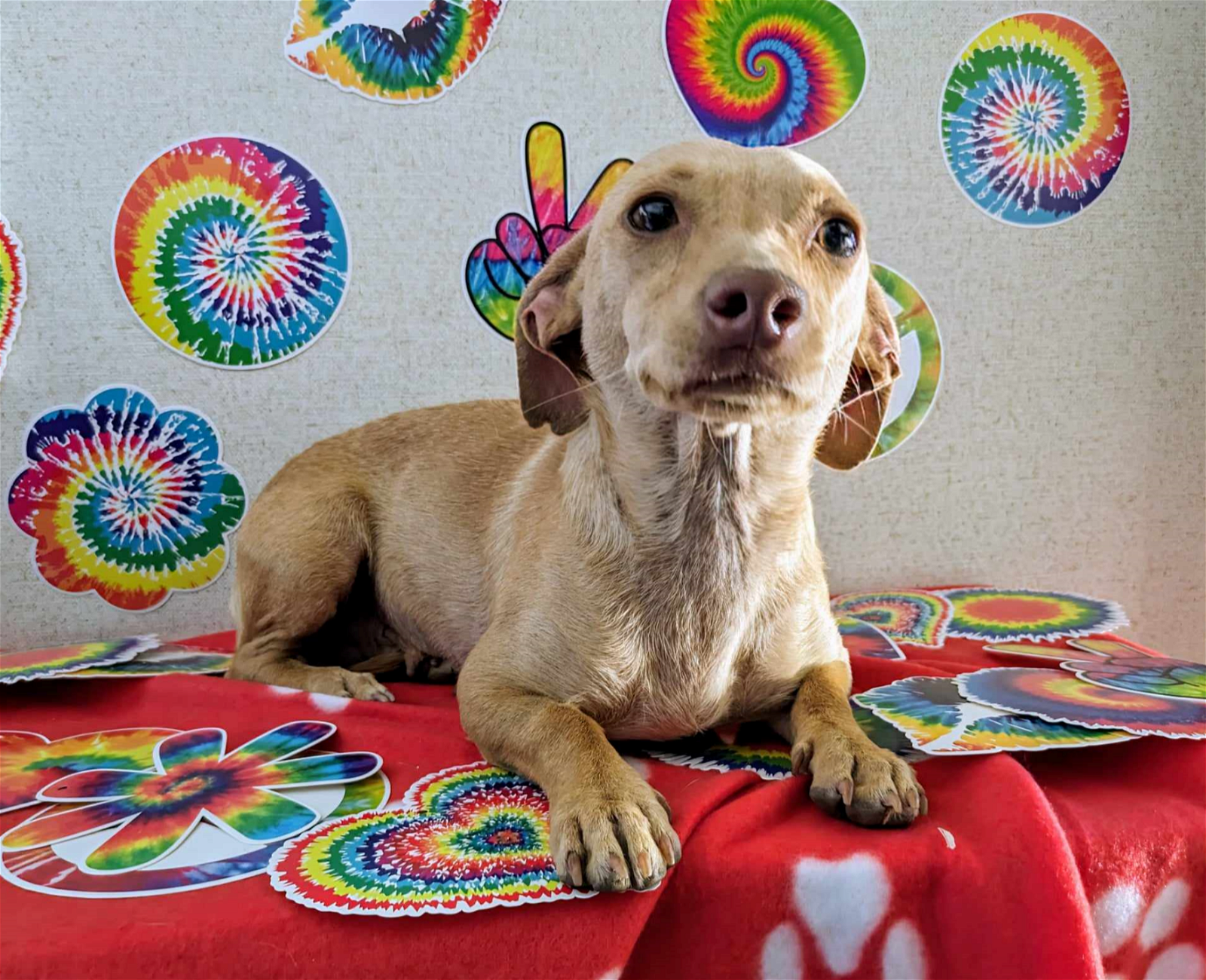 adoptable Dog in Fresno, CA named Lilliana Sunshine