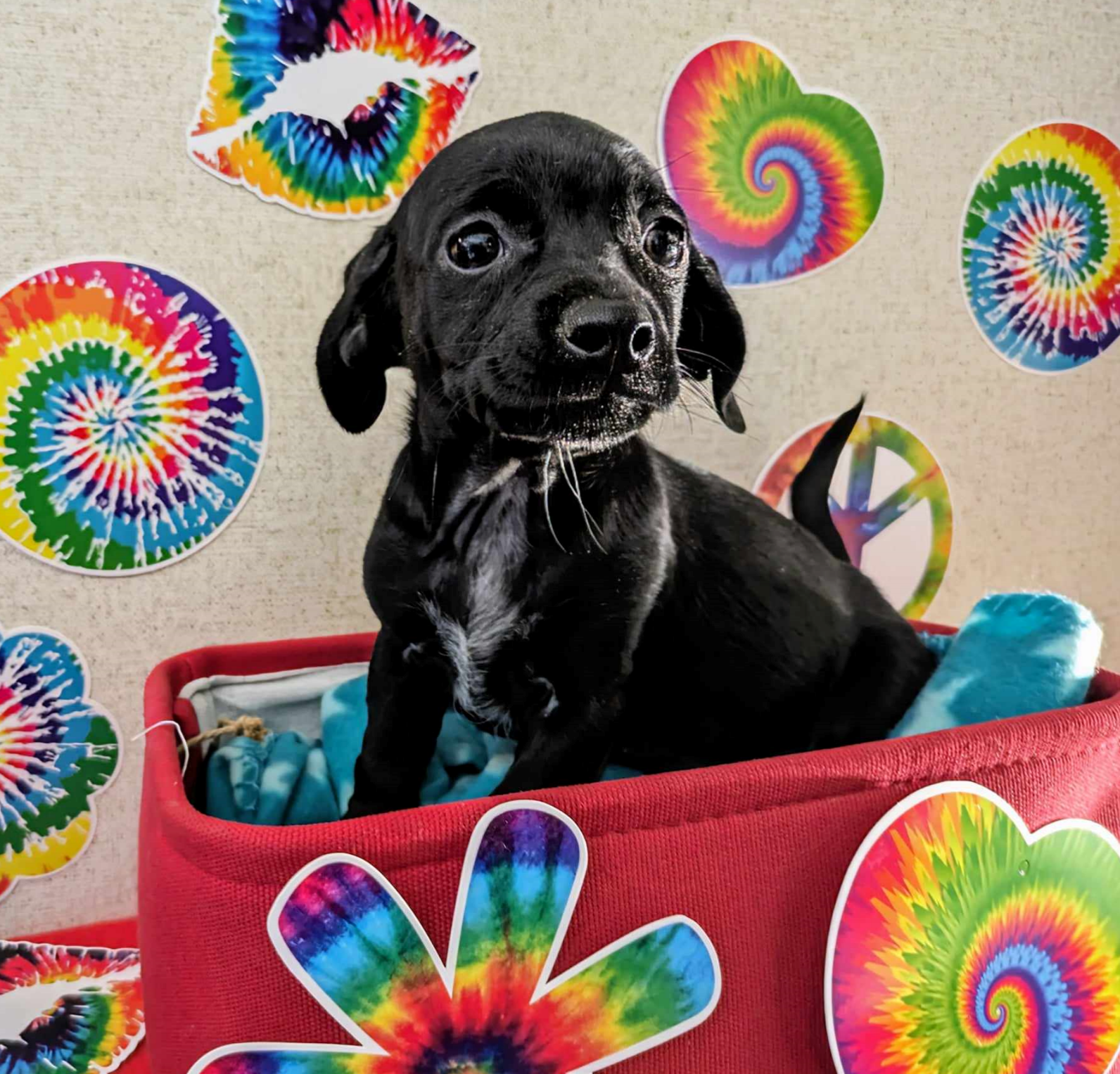 adoptable Dog in Fresno, CA named Rainbow