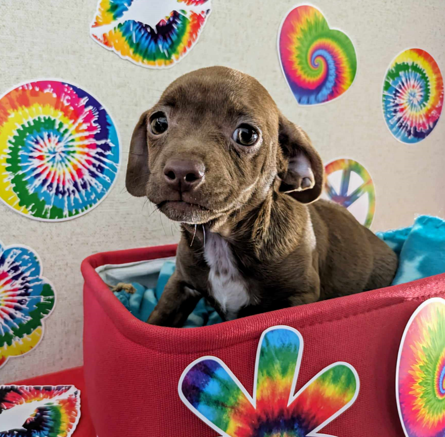 adoptable Dog in Fresno, CA named Flower Child