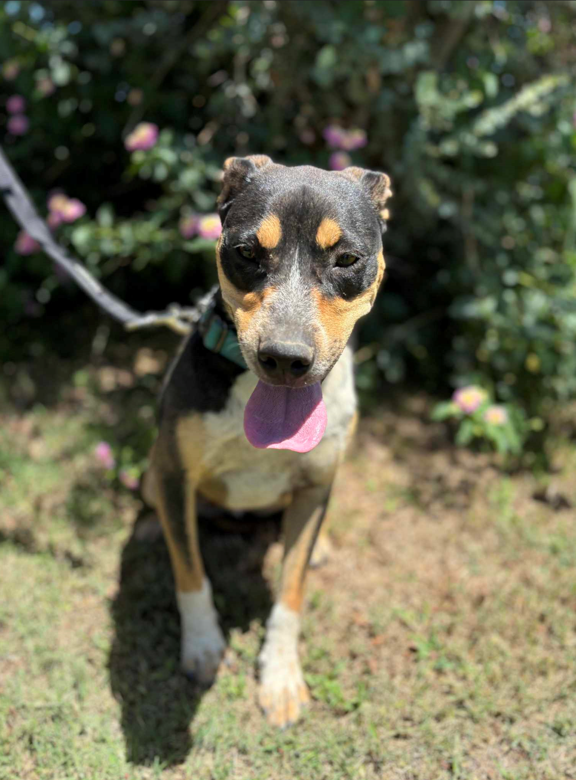 adoptable Dog in Fresno, CA named Rainbow Dash