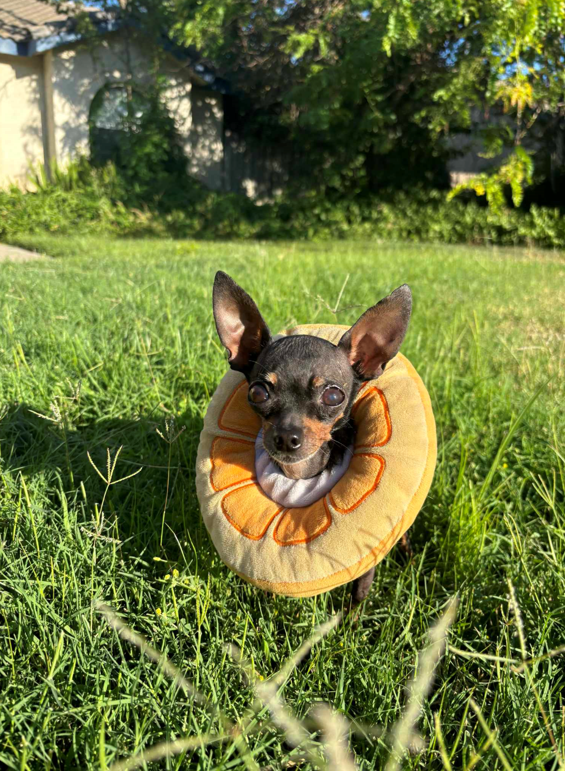 adoptable Dog in Fresno, CA named Stinky