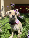 adoptable Dog in Fresno, CA named Dina