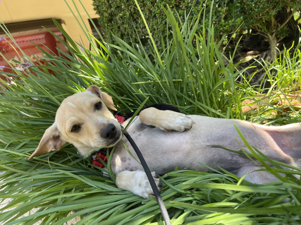 Glenn