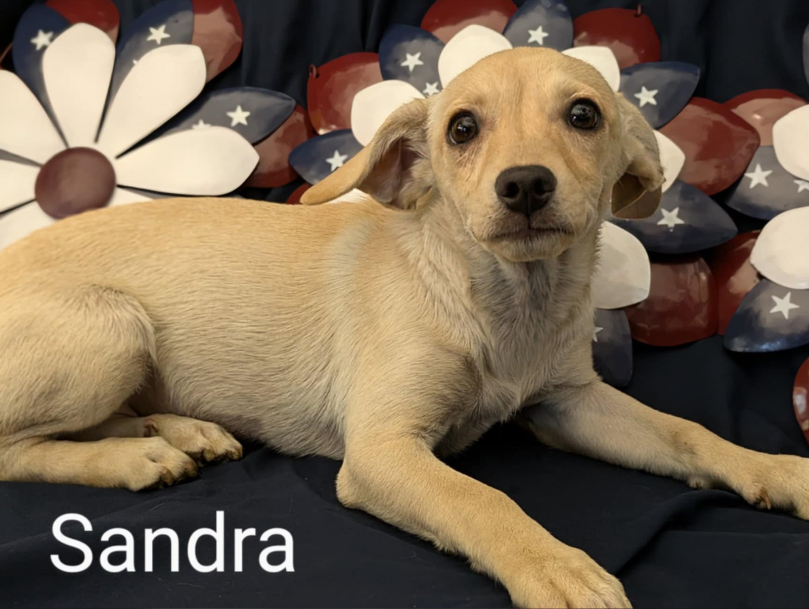 adoptable Dog in Fresno, CA named Sandra