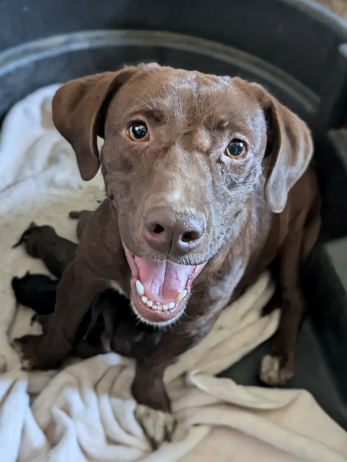 adoptable Dog in Fresno, CA named Caramela