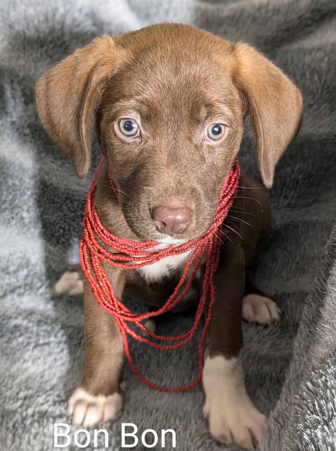 adoptable Dog in Fresno, CA named Bon Bon