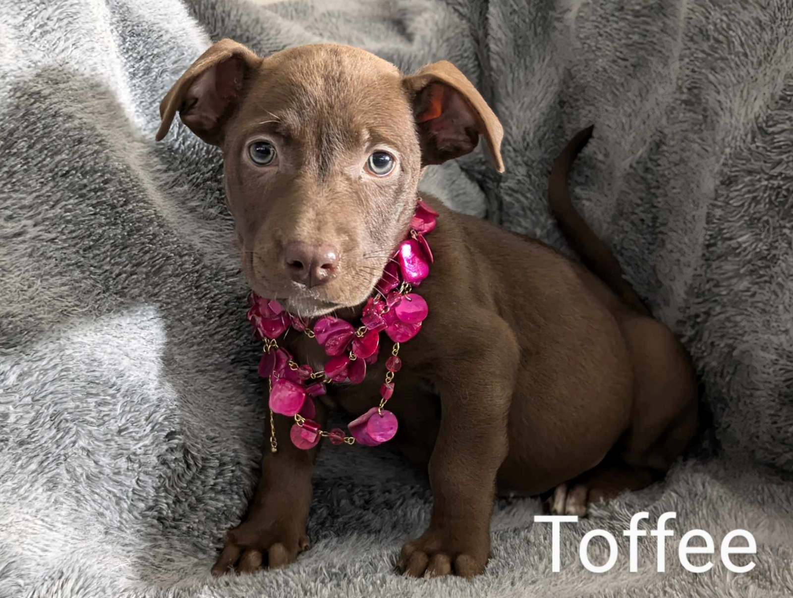 adoptable Dog in Fresno, CA named Toffee