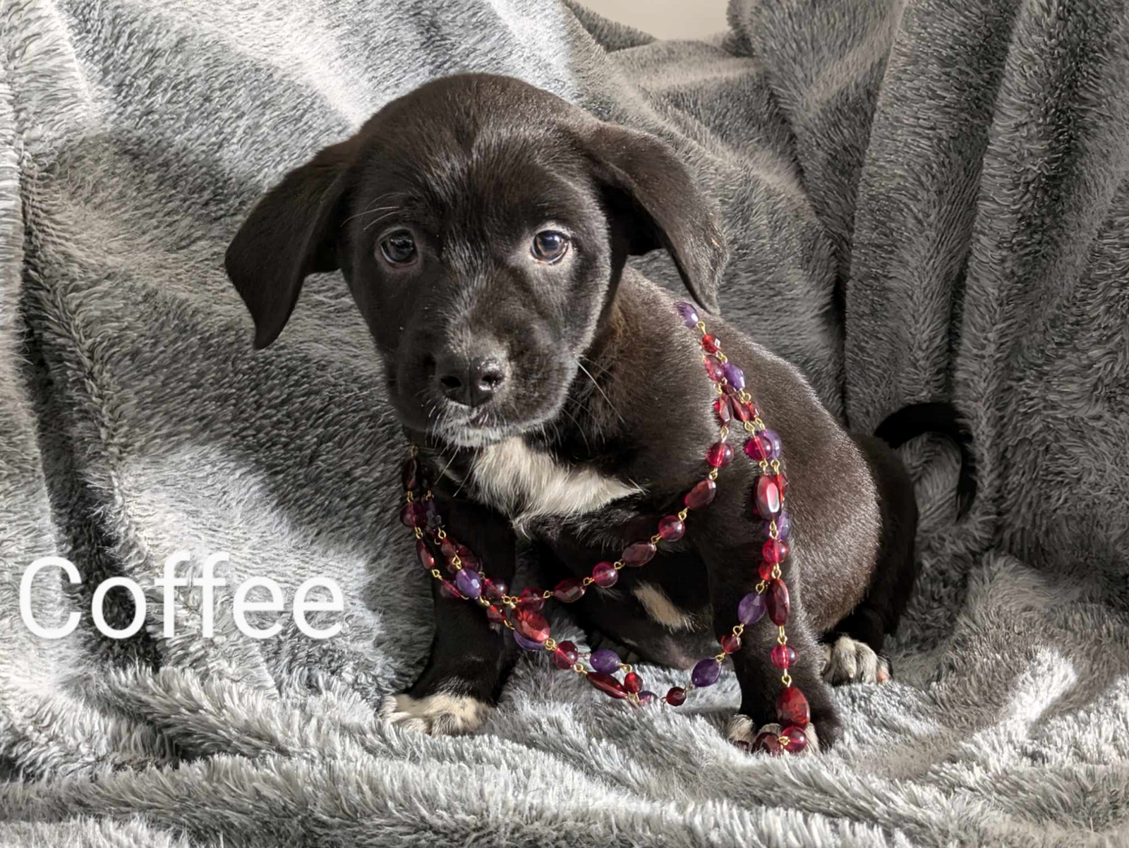 adoptable Dog in Fresno, CA named Coffee