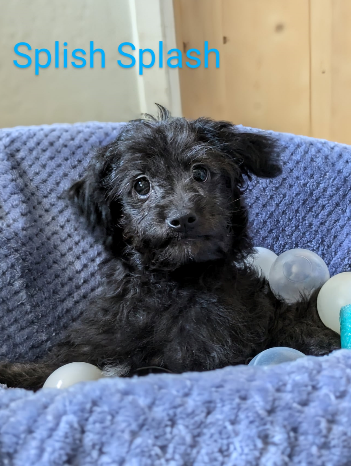 adoptable Dog in Fresno, CA named Splish Splash