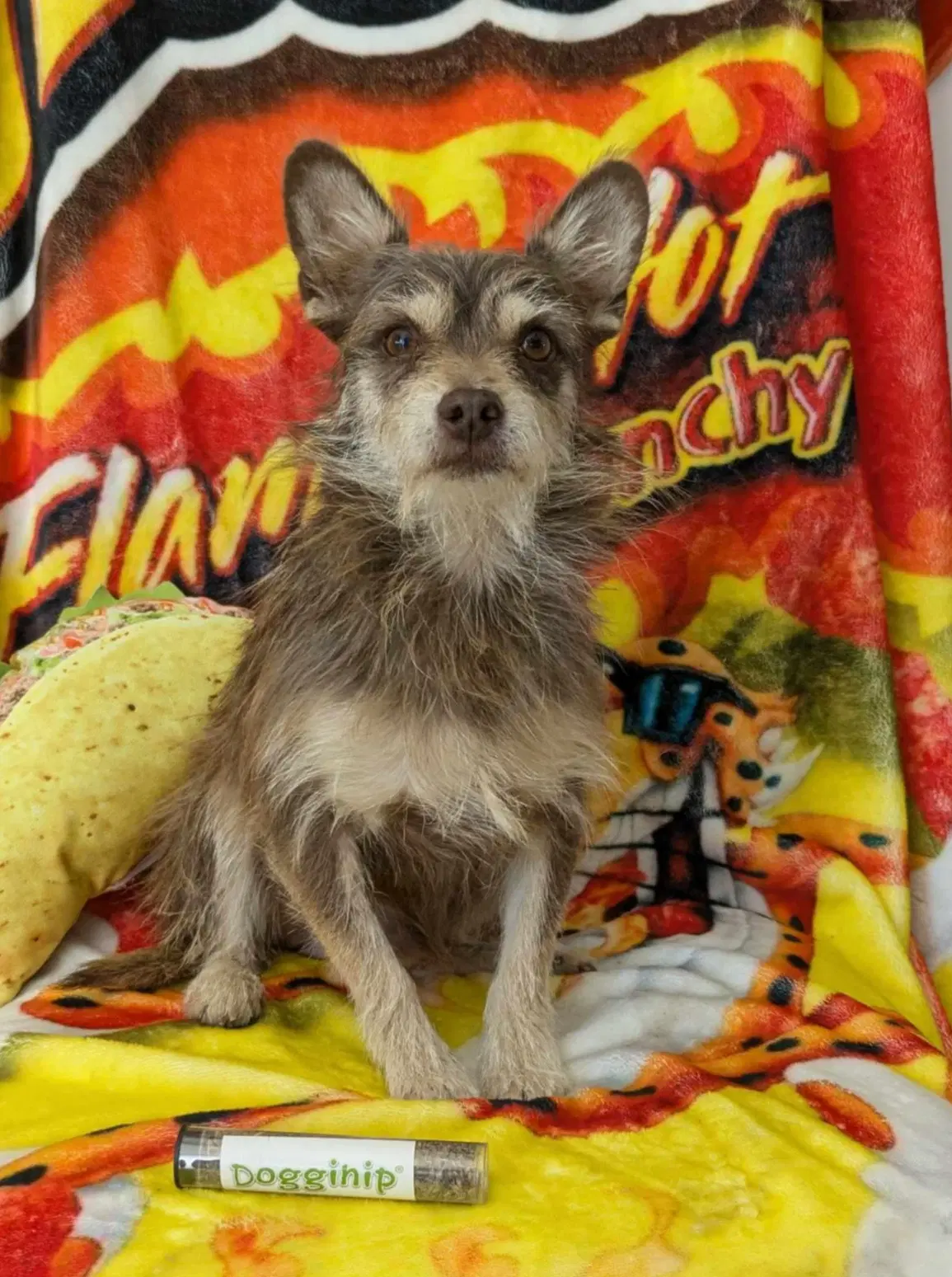 Snoop Dog - Terrier