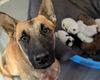 Freyja - Photo 7