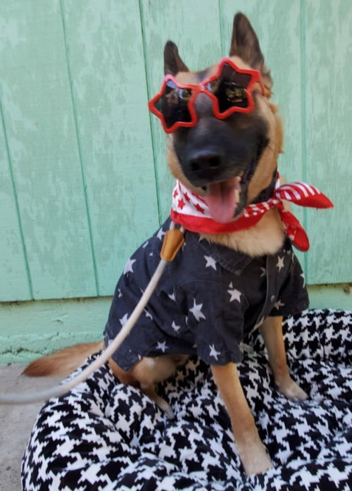 FREYJA - Belgian Shepherd Malinois / Cattle Dog available for adoption