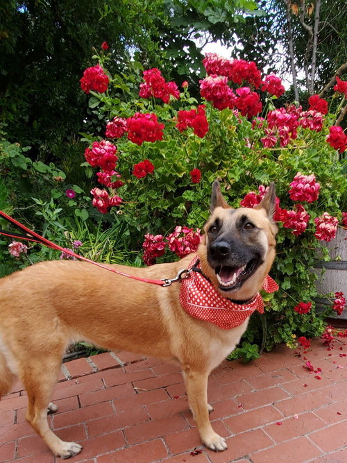 FREYJA - Belgian Shepherd Malinois / Cattle Dog available for adoption