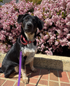 adoptable Dog in  named Horace