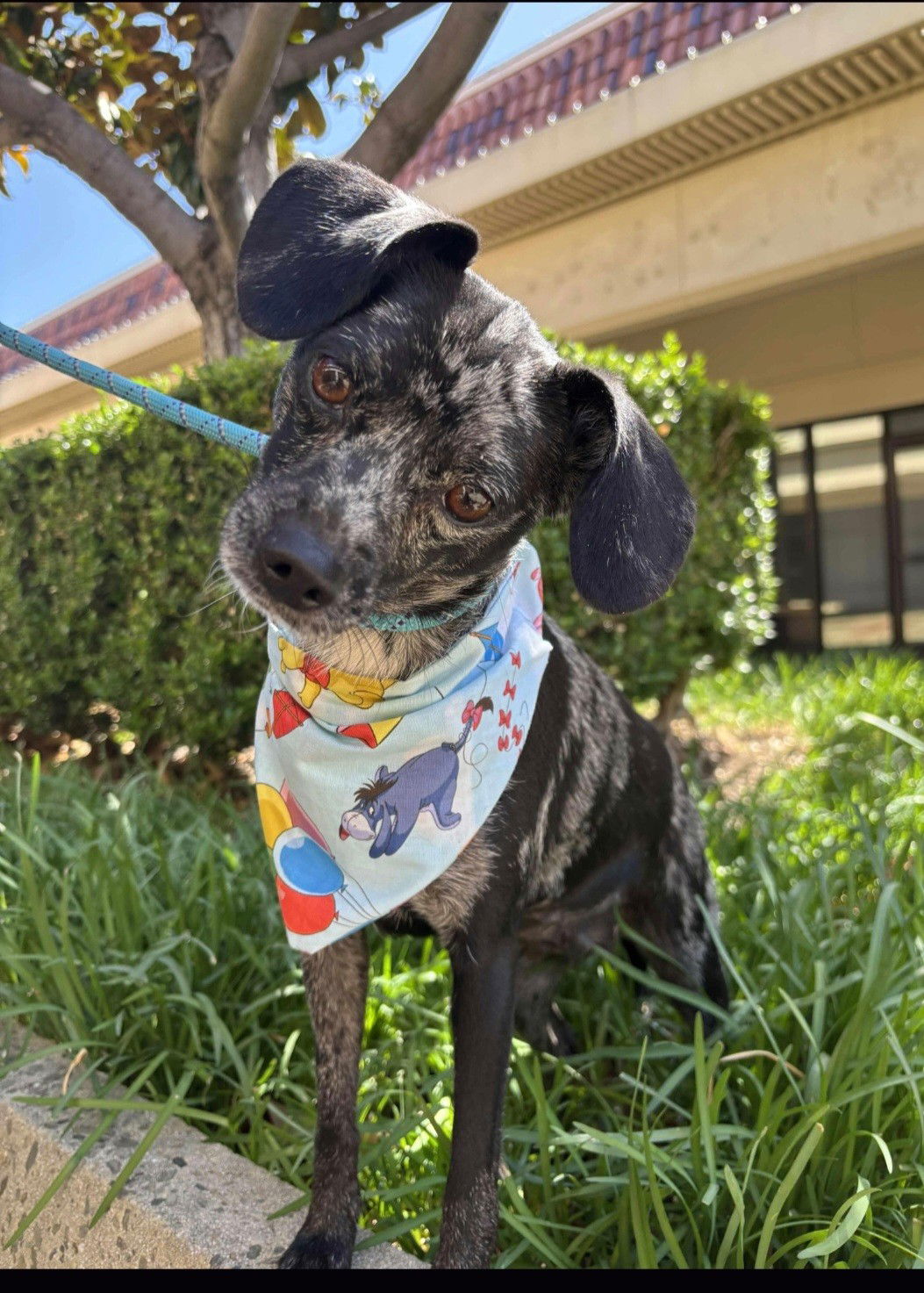 adoptable Dog in Fresno, CA named Bunny