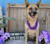 adoptable Dog in  named Trinket