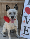 adoptable Dog in  named Goose