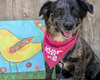 adoptable Dog in  named Marbles