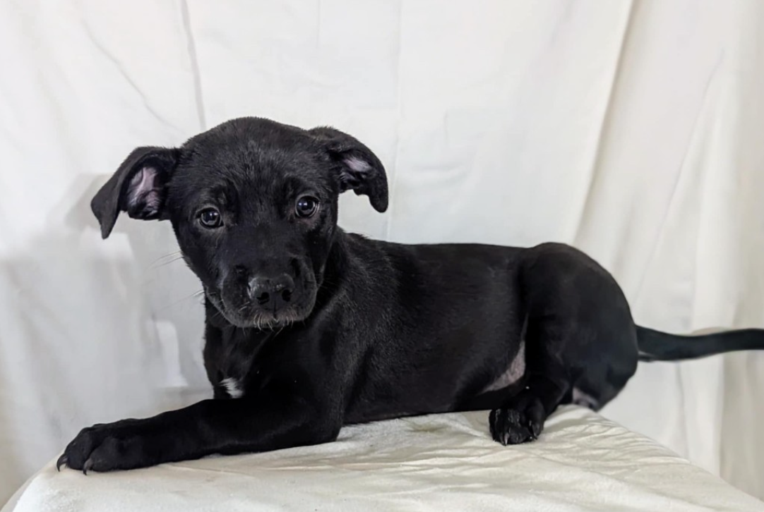 adoptable Dog in Fresno, CA named Magnetite