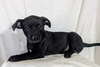 adoptable Dog in  named Magnetite
