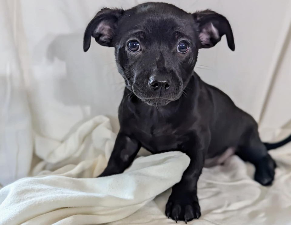 adoptable Dog in Fresno, CA named Basalt