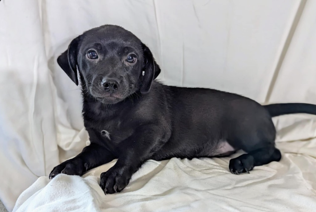 adoptable Dog in Fresno, CA named Augite
