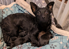 adoptable Dog in  named Little Bit