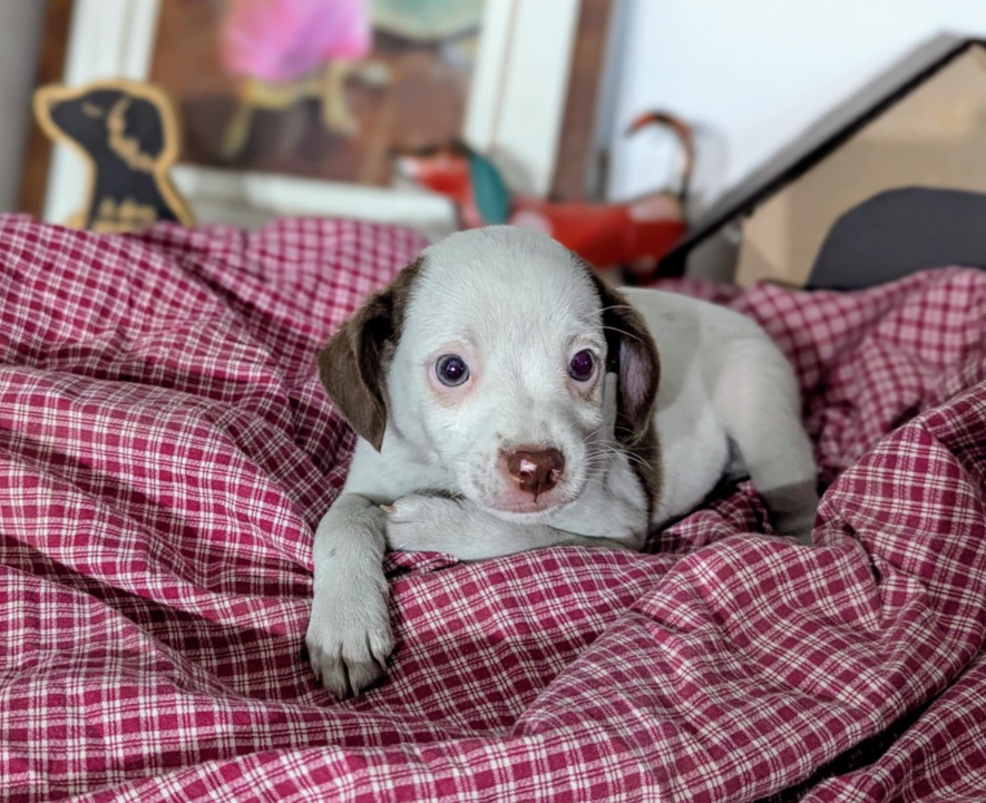 adoptable Dog in Fresno, CA named Zoidberg