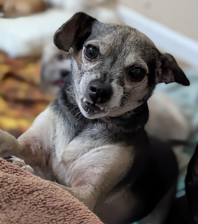 adoptable Dog in Fresno, CA named Dimetri