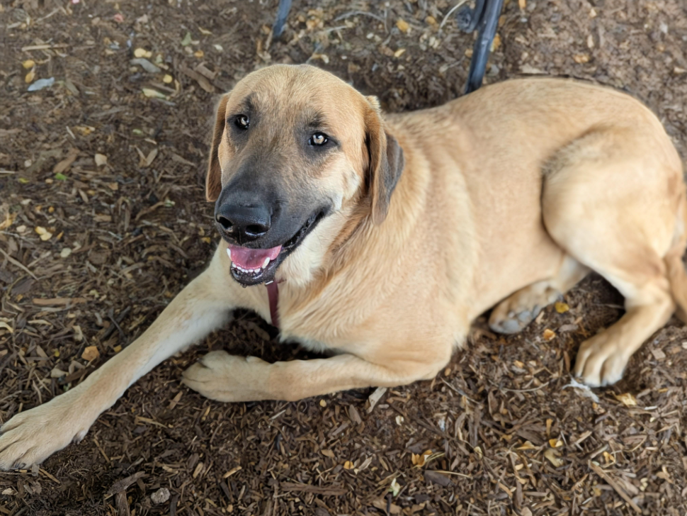 adoptable Dog in Fresno, CA named Buford