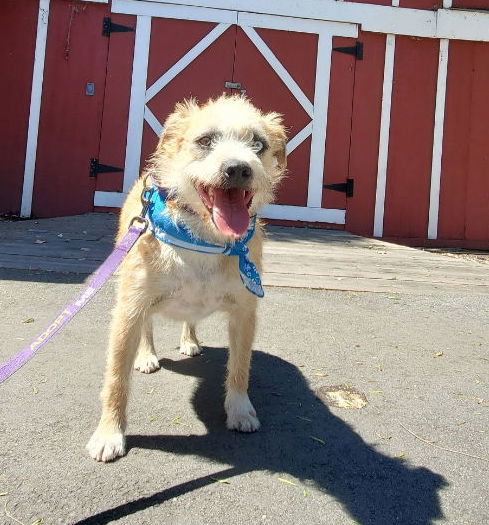 adoptable Dog in Fresno, CA named Garfield