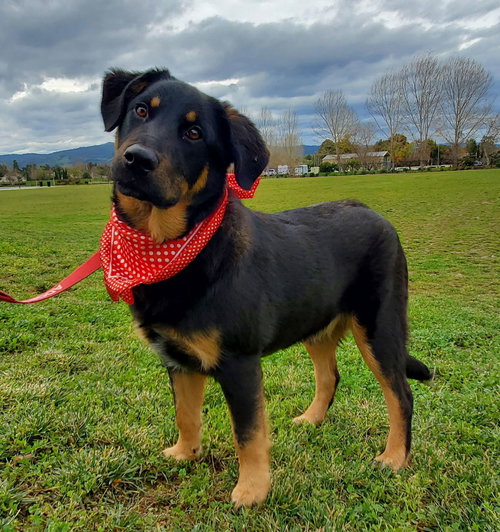 SEVEN - Rottweiler / Labrador Retriever available for adoption