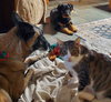Seven - Photo 2