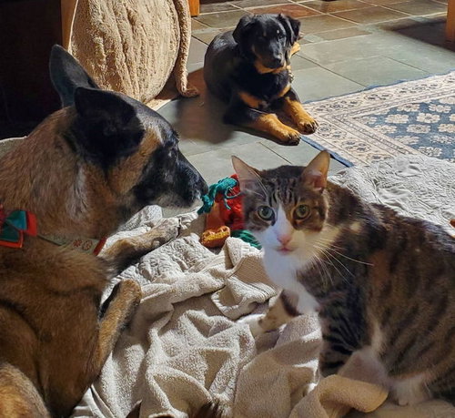 SEVEN - Rottweiler / Labrador Retriever available for adoption