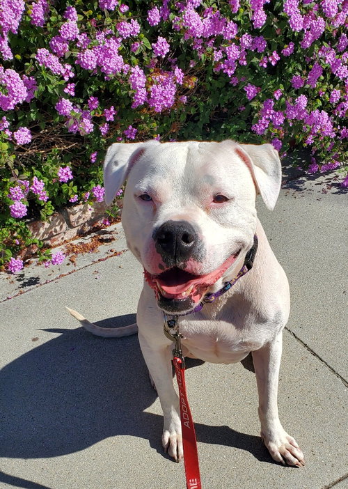 OPAL - American Bulldog / Boxer available for adoption