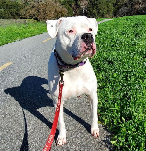 OPAL - American Bulldog / Boxer available for adoption