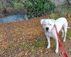 Opal - Photo 3