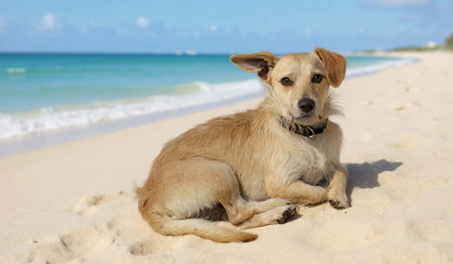 picture of the dog needing adoption