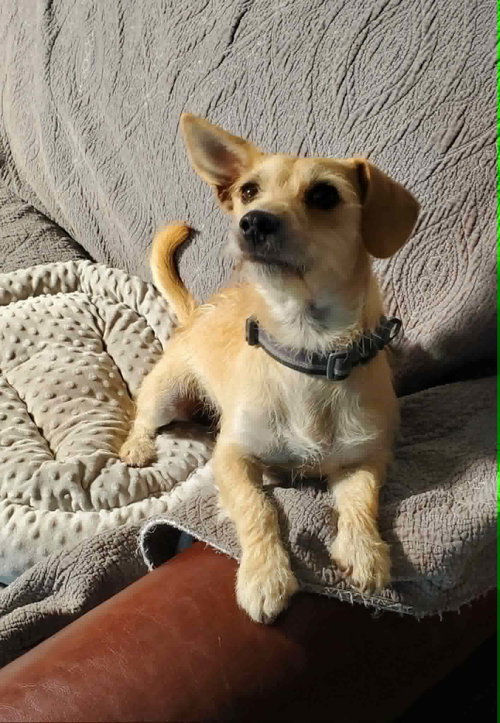 Slinky, an adoptable Terrier in Fresno, CA