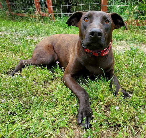 Jade, an adoptable Doberman Pinscher in Fresno, CA