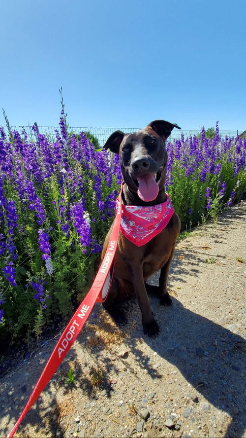 Jade, an adoptable Doberman Pinscher in Fresno, CA