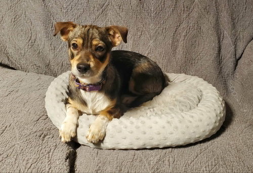 Ranger, an adoptable Dachshund in Fresno, CA