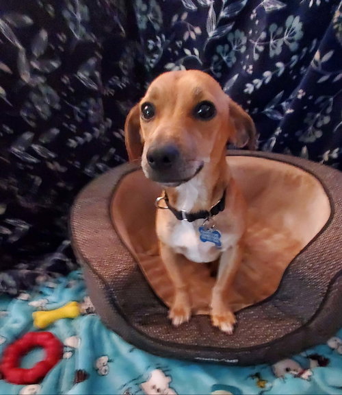 Milo, an adoptable Chihuahua in Fresno, CA